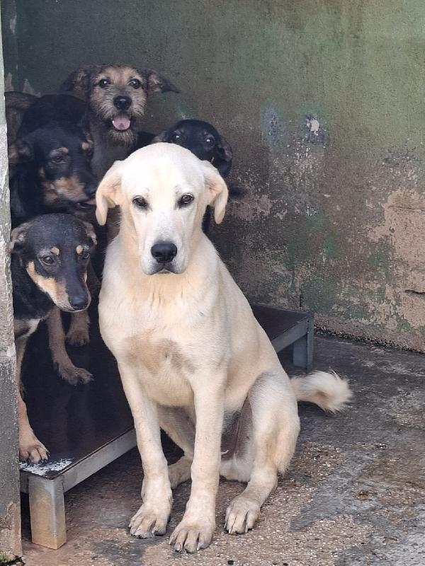 Cremino, cucciolo 1 anno taglia medio-grande – simil Labrador Foto 4